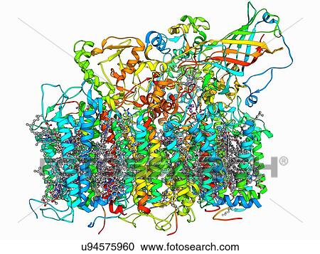 Photosystem II molecule View Large Illustration Clipart - Photosystem II molecule. Fotosearch