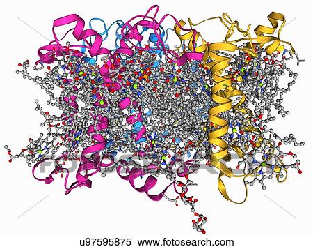 Photosystem II molecule View Large Illustration Stock Illustration - Photosystem II molecule. Fotosearch