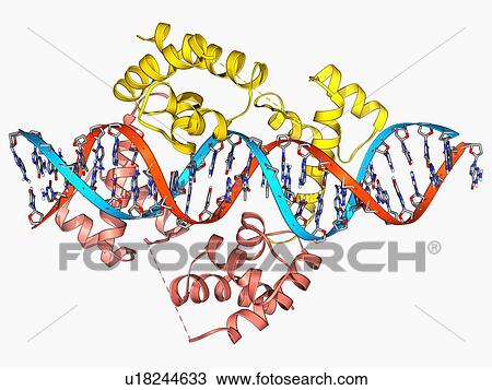 Pit-1 transcription factor bound to DNA View Large Illustration Drawing - Pit-1 transcription factor bound to DNA. Fotosearch