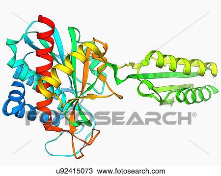 Plant hormone regulator, molecular model View Large Illustration Drawing - Plant hormone regulator, molecular model. Fotosearch