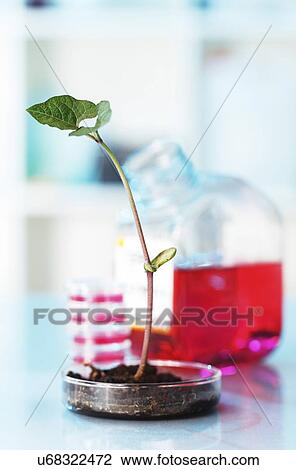 Drawing - Plant research. Fotosearch