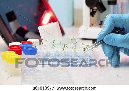 Plant research View Large Illustration Stock Illustration - Plant research. Fotosearch