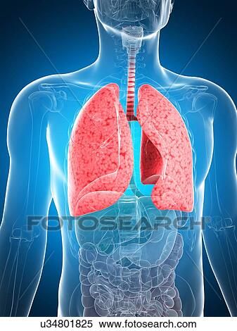 Pneumonia, conceptual artwork View Large Illustration Stock Illustration - Pneumonia, conceptual artwork. Fotosearch