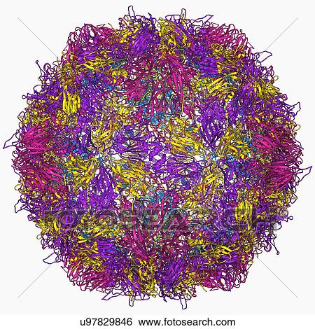 Stock Illustration - Poliovirus particle. Fotosearch