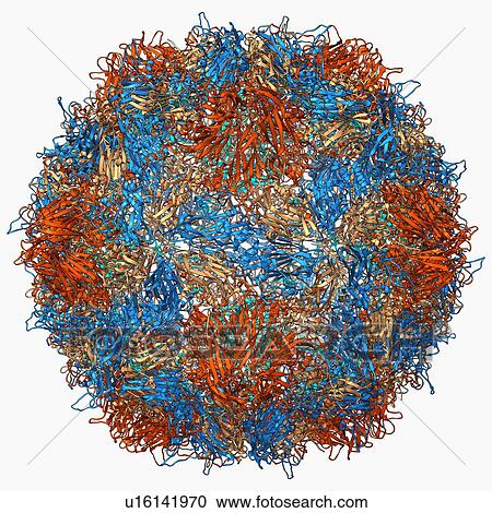 Clipart - Poliovirus type 3 capsid, molecular model. Fotosearch