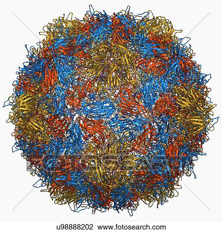 Drawing - Poliovirus type 3 capsid, molecular model. Fotosearch