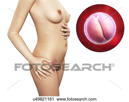 Clip Art - Pregnancy - 2-cell embryo, artwork. Fotosearch