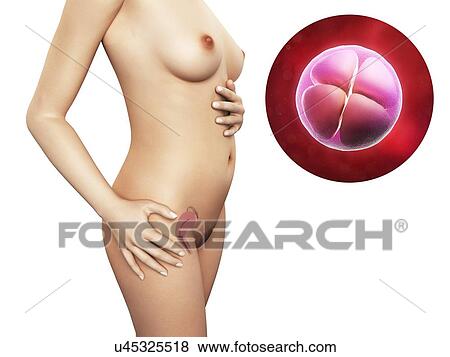 Stock Illustration - Pregnancy - 4-cell embryo, artwork. Fotosearch