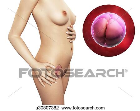 Drawing - Pregnancy - 8-cell embryo, artwork. Fotosearch