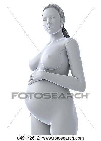 Drawing - Pregnancy, artwork. Fotosearch