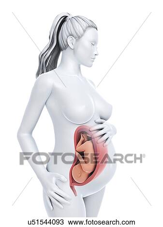 Drawing - Pregnancy, artwork. Fotosearch