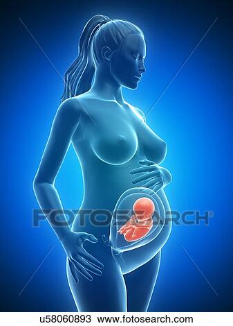 Drawing - Pregnancy, artwork. Fotosearch