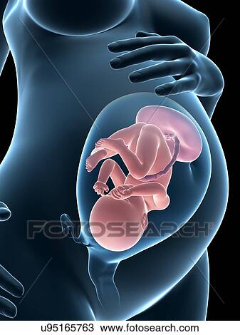 Drawing - Pregnancy, artwork. Fotosearch