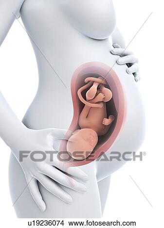 Stock Illustration - Pregnancy, artwork. Fotosearch
