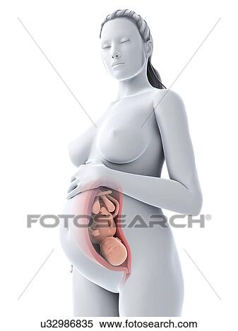 Pregnancy, artwork View Large Illustration Stock Illustration - Pregnancy, artwork. Fotosearch