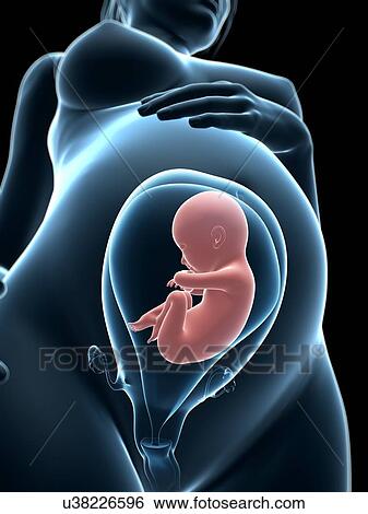 Stock Illustration - Pregnancy, artwork. Fotosearch