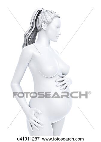 Pregnancy, artwork View Large Illustration Stock Illustration - Pregnancy, artwork. Fotosearch