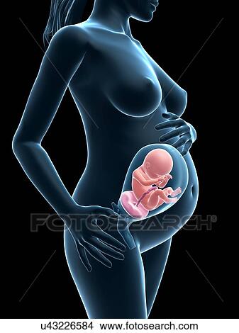 Pregnancy, artwork View Large Illustration Stock Illustration - Pregnancy, artwork. Fotosearch
