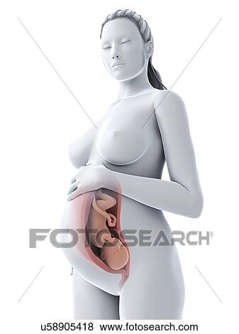 Stock Illustration - Pregnancy, artwork. Fotosearch