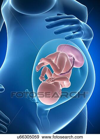 Stock Illustration - Pregnancy, artwork. Fotosearch