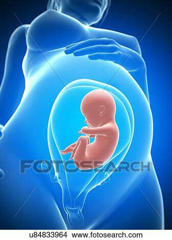 Pregnancy, artwork View Large Illustration Stock Illustration - Pregnancy, artwork. Fotosearch