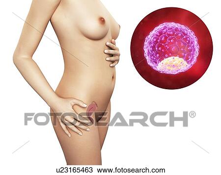 Pregnancy - blastocyst embryo, artwork View Large Illustration Drawing - Pregnancy - blastocyst embryo, artwork. Fotosearch
