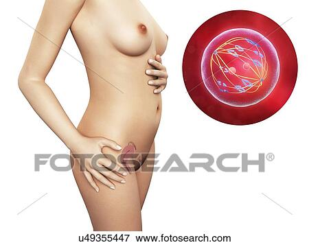 Stock Illustration - Pregnancy - mitosis, artwork. Fotosearch