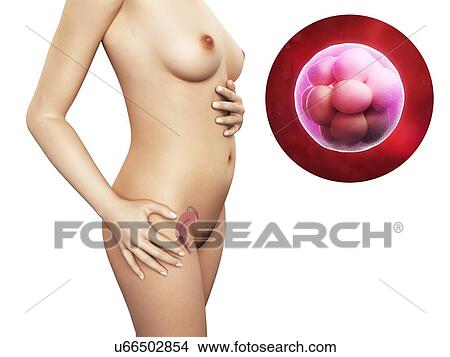 Pregnancy - morula embryo, artwork View Large Illustration Stock Illustration - Pregnancy - morula embryo, artwork. Fotosearch