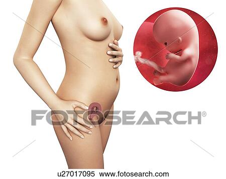 Pregnancy - week 10, artwork View Large Illustration Stock Illustration - Pregnancy - week 10, artwork. Fotosearch