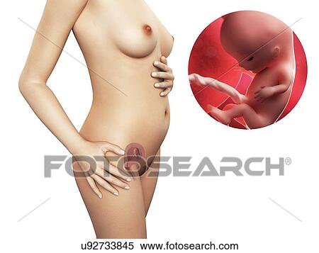 Stock Illustration - Pregnancy - week 11, artwork. Fotosearch