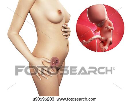 Drawing - Pregnancy - week 12, artwork. Fotosearch