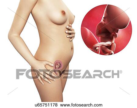 Stock Illustration - Pregnancy - week 13, artwork. Fotosearch