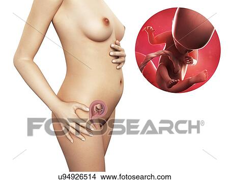 Stock Illustration - Pregnancy - week 14, artwork. Fotosearch