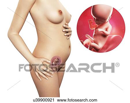 Clip Art - Pregnancy - week 16, artwork. Fotosearch