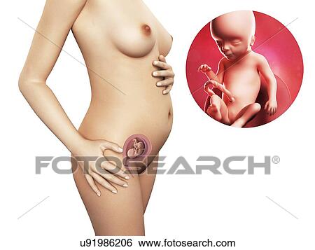 Pregnancy - week 17, artwork View Large Illustration Stock Illustration - Pregnancy - week 17, artwork. Fotosearch