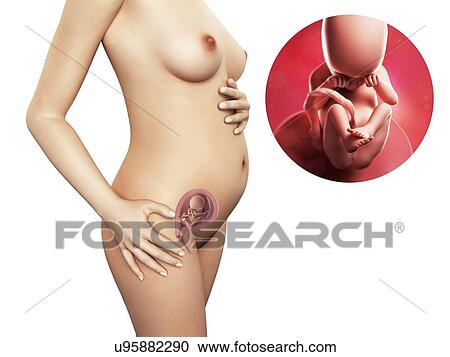 Pregnancy - week 18, artwork View Large Illustration Clipart - Pregnancy - week 18, artwork. Fotosearch