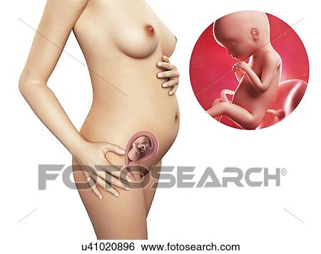 Stock Illustration - Pregnancy - week 20, artwork. Fotosearch