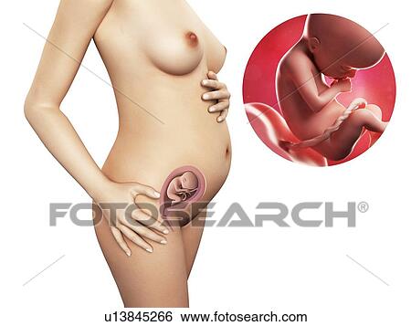 Stock Illustration - Pregnancy - week 21, artwork. Fotosearch