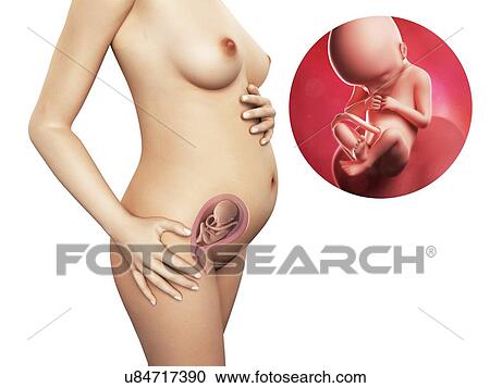 Pregnancy - week 22, artwork View Large Illustration Clipart - Pregnancy - week 22, artwork. Fotosearch