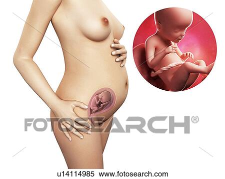 Pregnancy - week 23, artwork View Large Illustration Stock Illustration - Pregnancy - week 23, artwork. Fotosearch