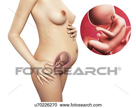 Clipart - Pregnancy - week 24, artwork. Fotosearch