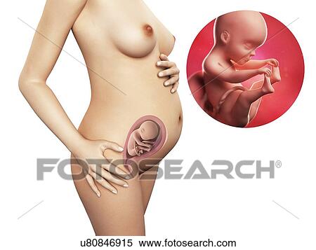 Stock Illustration - Pregnancy - week 25, artwork. Fotosearch