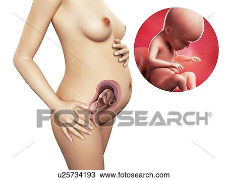 Pregnancy - week 26, artwork View Large Illustration Drawing - Pregnancy - week 26, artwork. Fotosearch