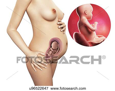 Pregnancy - week 28, artwork View Large Illustration Stock Illustration - Pregnancy - week 28, artwork. Fotosearch