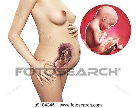 Pregnancy - week 29, artwork View Large Illustration Clip Art - Pregnancy - week 29, artwork. Fotosearch