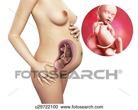 Pregnancy - week 31, artwork View Large Illustration Clipart - Pregnancy - week 31, artwork. Fotosearch
