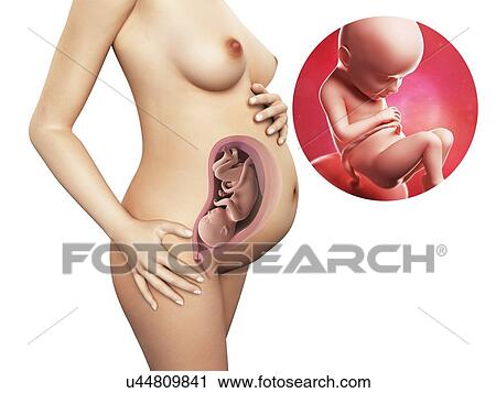 Pregnancy - week 32, artwork View Large Illustration Clip Art - Pregnancy - week 32, artwork. Fotosearch