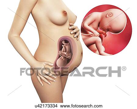 Pregnancy - week 33, artwork View Large Illustration Stock Illustration - Pregnancy - week 33, artwork. Fotosearch