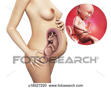 Pregnancy - week 34, artwork View Large Illustration Clipart - Pregnancy - week 34, artwork. Fotosearch