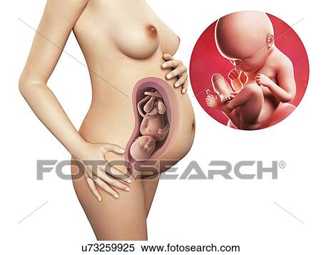 Stock Illustration - Pregnancy - week 35, artwork. Fotosearch
